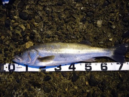 キス釣りからのシーバス